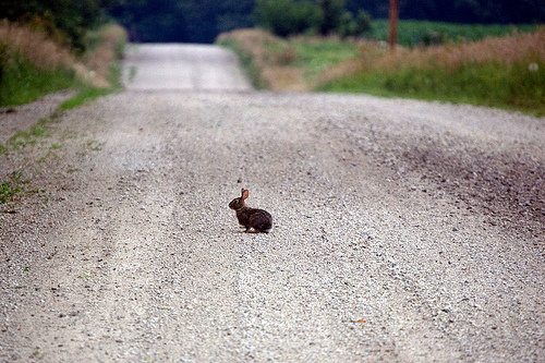 rabbit-on-gravel-road