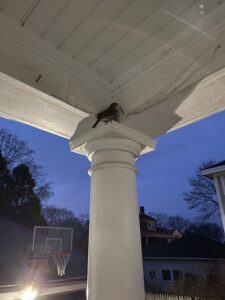 Finch sitting on roof of front porch.