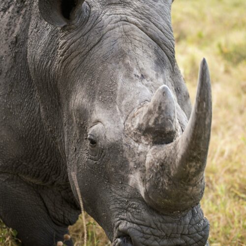 Photo by Photo of rhino by David Clode on Unsplash