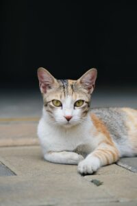 Cat laying on floor