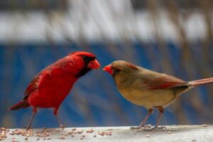 Family of cardinals - Photo by Aaron Doucett on Unsplash