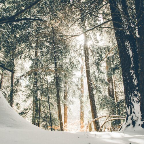 Winter in forest - Photo by Donnie Rosie on Unsplash