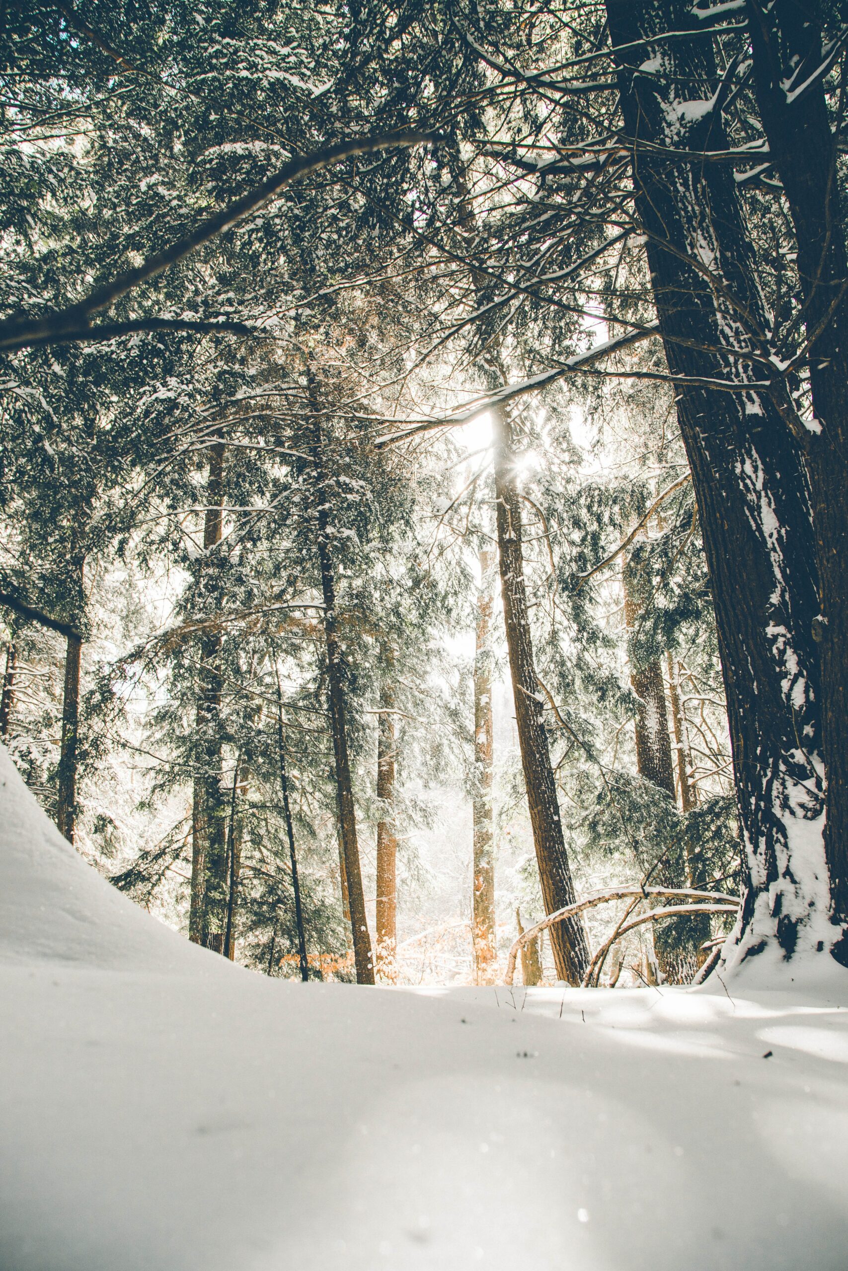 Winter in forest - Photo by Donnie Rosie on Unsplash