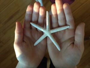 Woman's hands holding starfish.