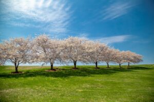 Blooming trees in spring - Photo by LuAnn Hunt on Unsplash