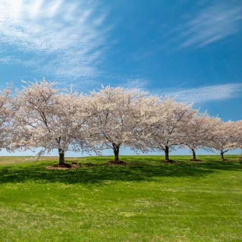 Blooming trees in spring - Photo by LuAnn Hunt on Unsplash