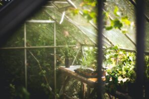 Inside of greenhouse - Photo by Thomas Verbruggen on Unsplash