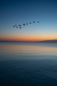 Flock of geese - Photo by Todd Trapani on Unsplash